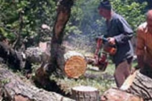 The destruction of Yerevan's green areas continues