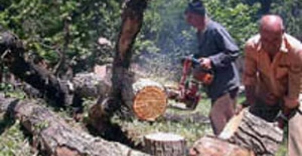 The destruction of Yerevan's green areas continues