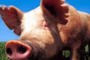 Court rules in favor of pig owner